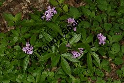 Fingerblttrige Zahnwurz, Cardamine pentaphyllos, Dentaria pentaphyllos Kauf von 06067cardamine_pentaphyllosimg_6701.jpg