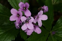 Fingerblttrige Zahnwurz, Cardamine pentaphyllos, Dentaria pentaphyllos Kauf von 06067cardamine_pentaphyllosimg_6703.jpg