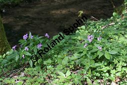 Fingerblttrige Zahnwurz, Cardamine pentaphyllos, Dentaria pentaphyllos Kauf von 06067cardamine_pentaphyllosimg_6707.jpg