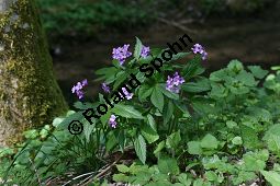 Fingerblättrige Zahnwurz, Cardamine pentaphyllos, Dentaria pentaphyllos Kauf von 06067cardamine_pentaphyllosimg_6708.jpg