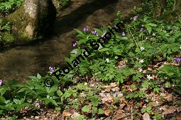 Fingerblättrige Zahnwurz, Cardamine pentaphyllos, Dentaria pentaphyllos Kauf von 06067cardamine_pentaphyllosimg_6710.jpg