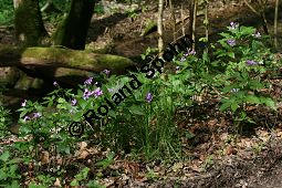 Fingerblättrige Zahnwurz, Cardamine pentaphyllos, Dentaria pentaphyllos Kauf von 06067cardamine_pentaphyllosimg_6711.jpg