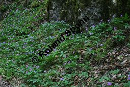 Fingerblttrige Zahnwurz, Cardamine pentaphyllos, Dentaria pentaphyllos Kauf von 06067cardamine_pentaphyllosimg_6712.jpg