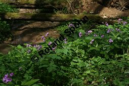 Fingerblättrige Zahnwurz, Cardamine pentaphyllos, Dentaria pentaphyllos Kauf von 06067cardamine_pentaphyllosimg_6713.jpg