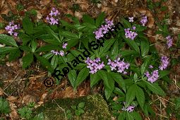 Fingerblttrige Zahnwurz, Cardamine pentaphyllos, Dentaria pentaphyllos Kauf von 06067cardamine_pentaphyllosimg_6723.jpg