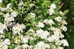 Belgischer Spierstrauch, Pracht-Spierstrauch, Spiraea x vanhouttei Kauf von 06081_spiraea_vanhouttei_dsc_4440.jpg