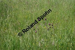 Bach-Kratzdistel, Cirsium rivulare, Asteraceae, Cirsium rivulare, Bach-Kratzdistel, Habitat Kauf von 06118cirsium_rivulareimg_2225.jpg