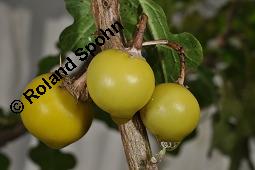 Sodomsapfel, Solanum sodomeum Kauf von 06158_solanum_sodomeum_dsc_4301.jpg