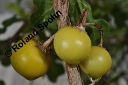 Sodomsapfel, Solanum sodomeum Kauf von 06158_solanum_sodomeum_dsc_4302.jpg