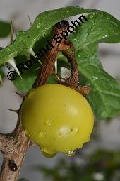 Sodomsapfel, Solanum sodomeum Kauf von 06158_solanum_sodomeum_dsc_4304.jpg