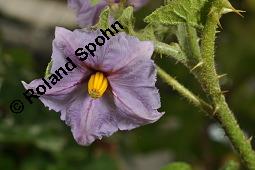 Sodomsapfel, Solanum sodomeum Kauf von 06158_solanum_sodomeum_dsc_4306.jpg