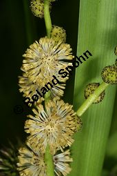 Ästiger Igelkolben, Sparganium erectum, Sparganium ramosum Kauf von 06159sparganium_erectumimg_2529.jpg