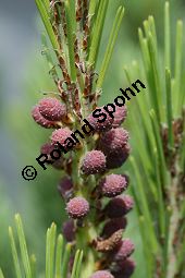 Tanyosho-Kiefer, Pinus densiflora 'Umbraculifera', Pinaceae, Pinus densiflora 'Umbraculifera', Tanyosho-Kiefer, Japanische Rot-Kiefer 'Umbraculifera', fruchtend Kauf von 06200pinus_densiflora_umbraculiferaimg_2557.jpg