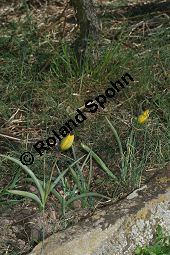 Wilde Tulpe, Tulipa sylvestris, Liliaceae, Tulipa sylvestris, Wilde Tulpe, Weinberg-Tulpe, Blühend Kauf von 06201_tulipa_sylvestris_sylvestris_img_2761.jpg