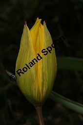 Wilde Tulpe, Tulipa sylvestris, Liliaceae, Tulipa sylvestris, Wilde Tulpe, Weinberg-Tulpe, Blühend Kauf von 06201_tulipa_sylvestris_sylvestris_img_2763.jpg