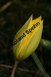 Wilde Tulpe, Tulipa sylvestris, Liliaceae, Tulipa sylvestris, Wilde Tulpe, Weinberg-Tulpe, Blühend Kauf von 06201_tulipa_sylvestris_sylvestris_img_2764.jpg