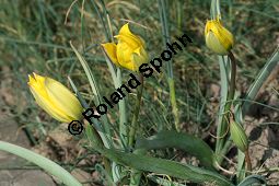 Wilde Tulpe, Tulipa sylvestris, Liliaceae, Tulipa sylvestris, Wilde Tulpe, Weinberg-Tulpe, Blühend Kauf von 06201_tulipa_sylvestris_sylvestris_img_2766.jpg