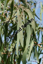 Gewöhnlicher Eucalyptus, Gunnii-Eukalyptus, Mostgummibaum, Eucalyptus gunnii, Eucalyptus divaricata Kauf von 06218eucalyptus_gunniiimg_2915.jpg