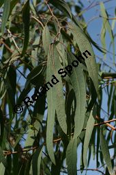 Gewöhnlicher Eucalyptus, Gunnii-Eukalyptus, Mostgummibaum, Eucalyptus gunnii, Eucalyptus divaricata Kauf von 06218eucalyptus_gunniiimg_2916.jpg