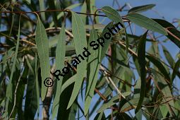 Gewöhnlicher Eucalyptus, Gunnii-Eukalyptus, Mostgummibaum, Eucalyptus gunnii, Eucalyptus divaricata Kauf von 06218eucalyptus_gunniiimg_2917.jpg