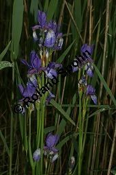 Wiesen-Schwertlilie, Sibirische Schwertlilie, Iris sibirica Kauf von 06219iris_sibiricaimg_7369.jpg