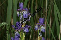 Wiesen-Schwertlilie, Sibirische Schwertlilie, Iris sibirica Kauf von 06219iris_sibiricaimg_7370.jpg
