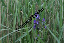 Wiesen-Schwertlilie, Sibirische Schwertlilie, Iris sibirica Kauf von 06219iris_sibiricaimg_7371.jpg