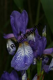 Wiesen-Schwertlilie, Sibirische Schwertlilie, Iris sibirica Kauf von 06219iris_sibiricaimg_7386.jpg