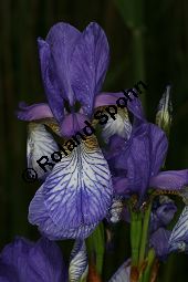 Wiesen-Schwertlilie, Sibirische Schwertlilie, Iris sibirica Kauf von 06219iris_sibiricaimg_7387.jpg