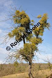 Laubholz-Mistel, Viscum album, Loranthaceae/Viscaceae, Viscum album, Laubholz-Mistel, Habitus, auf Malus domestica, Apfelbaum Kauf von 06221_viscum_album_malus_domestica_dsc_1431.jpg