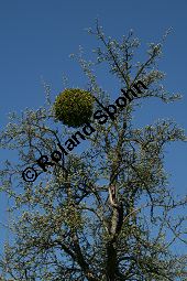 Laubholz-Mistel, Viscum album, Loranthaceae/Viscaceae, Viscum album, Laubholz-Mistel, Habitus, auf Malus domestica, Apfelbaum Kauf von 06221viscum_albumimg_1673.jpg