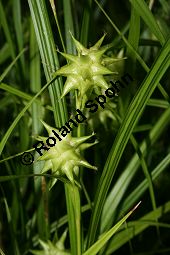 Morgenstern-Segge, Carex grayi, Cyperaceae, Carex grayi, Morgenstern-Segge, fruchtend Kauf von 06223carex_grayiimg_2007.jpg
