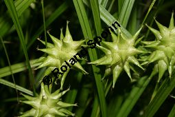 Morgenstern-Segge, Carex grayi, Cyperaceae, Carex grayi, Morgenstern-Segge, fruchtend Kauf von 06223carex_grayiimg_2008.jpg
