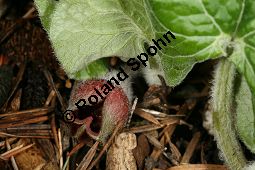 Kanadische Haselwurz, Asarum canadense Kauf von 06227asarum_canadenseimg_5775.jpg