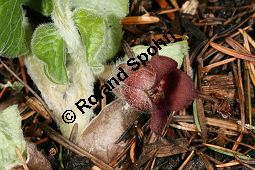 Kanadische Haselwurz, Asarum canadense Kauf von 06227asarum_canadenseimg_5776.jpg