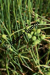 Ephedra fedtschenkoi, Ephedraceae, Ephedra fedtschenkoi, Meerträubel, weiblich blühend Kauf von 06232ephedra_fedtschenkoiimg_2012.jpg