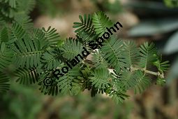 Seifenbusch, Porlieria hygrometra, Zygophyllaceae, Porlieria hygrometra, Seifenbusch, Beblttert Kauf von 06234porlieria_hygrometraimg_2065.jpg