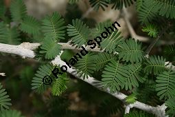Seifenbusch, Porlieria hygrometra, Zygophyllaceae, Porlieria hygrometra, Seifenbusch, Beblttert Kauf von 06234porlieria_hygrometraimg_2066.jpg