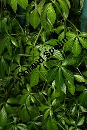 Jiaogulan, Gynostemma pentaphylla Kauf von 06236_gynostemma_pentaphylla_img_0227.jpg