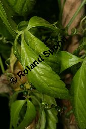 Jiaogulan, Gynostemma pentaphylla Kauf von 06236gynostemma_pentaphyllaimg_8840.jpg