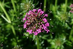 Rosenmeister, Baldriangesicht, Phuopsis stylosa, Rubiaceae, Phuopsis stylosa, Rosenmeister, Baldriangesicht, Blühend Kauf von 06237phuopsis_stylosaimg_2241.jpg