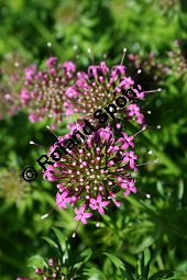 Rosenmeister, Baldriangesicht, Phuopsis stylosa, Rubiaceae, Phuopsis stylosa, Rosenmeister, Baldriangesicht, Blühend Kauf von 06237phuopsis_stylosaimg_2242.jpg