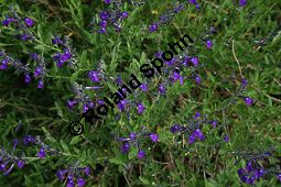 Sierra Madre-Salbei, Salvia coahuilensis, Lamiaceae, Salvia coahuilensis, Sierra Madre-Salbei, Blühend Kauf von 06239salvia_coahuilensisimg_2274.jpg
