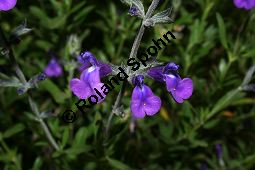 Sierra Madre-Salbei, Salvia coahuilensis, Lamiaceae, Salvia coahuilensis, Sierra Madre-Salbei, Blühend Kauf von 06239salvia_coahuilensisimg_2275.jpg