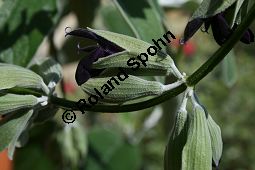 Peruanischer Salbei, Salvia discolor, Lamiaceae, Salvia discolor, Peruanischer Salbei, Blühend Kauf von 06240salvia_discolorimg_2264.jpg