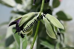 Peruanischer Salbei, Salvia discolor, Lamiaceae, Salvia discolor, Peruanischer Salbei, Blühend Kauf von 06240salvia_discolorimg_2265.jpg