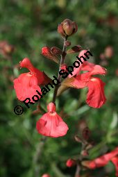 Steifer Salbei, Salvia ringens, Lamiaceae, Salvia ringens, Steifer Salbei, Blühend Kauf von 06241salvia_ringensimg_2266.jpg