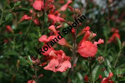 Steifer Salbei, Salvia ringens, Lamiaceae, Salvia ringens, Steifer Salbei, Blühend Kauf von 06241salvia_ringensimg_2268.jpg