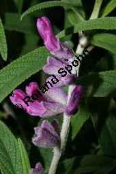 Samt-Salbei, Salvia leucantha 'Midnight Purple', Lamiaceae, Salvia leucantha 'Midnight Purple', Samt-Salbei, Blühend Kauf von 06242salvia_leucantha_midnightpurpleimg_2280.jpg