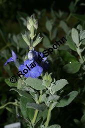 Gamander-Salbei, Salvia chamaedryoides 'Heavenly Blue', Lamiaceae, Salvia chamaedryoides 'Heavenly Blue', Gamender-Salbei, Blühend Kauf von 06244salvia_chamaedryoides_heavenlyblueimg_2283.jpg